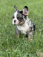 Picasso, a male French Bulldog for sale in Momence, IL – Photo 4 of 7