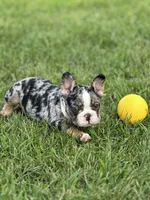 Picasso, a male French Bulldog for sale in Momence, IL – Photo 5 of 7