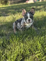 Picasso, a male French Bulldog for sale in Momence, IL – Photo 2 of 7