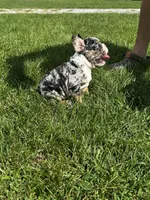 Picasso, a male French Bulldog for sale in Momence, IL – Photo 7 of 7