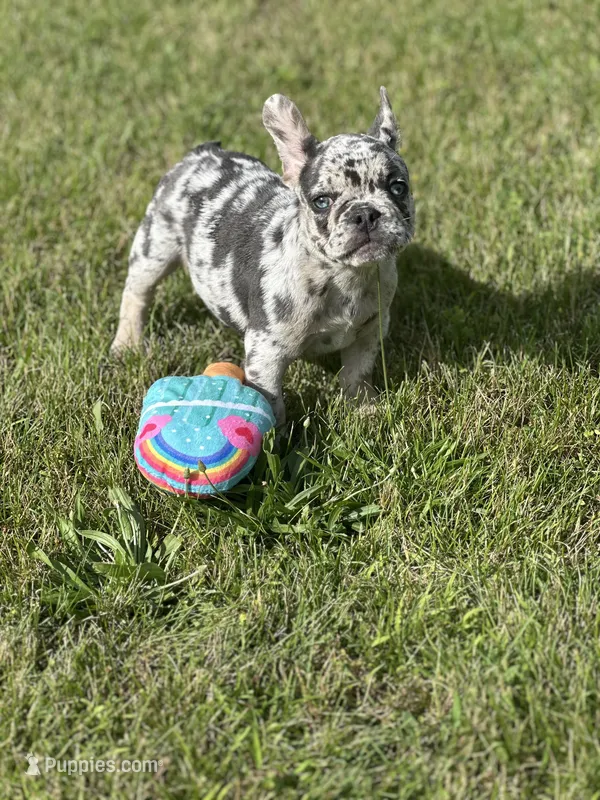 Princess  – French Bulldog puppy for sale in Momence, IL