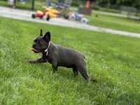 Princess, a female French Bulldog for sale in Momence, IL – 5 of 7