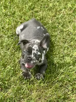 Gumball, a male French Bulldog for sale in Momence, IL – 7 of 7