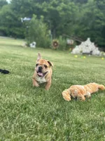 Fern, a female French Bulldog for sale in Momence, IL – 3 of 6