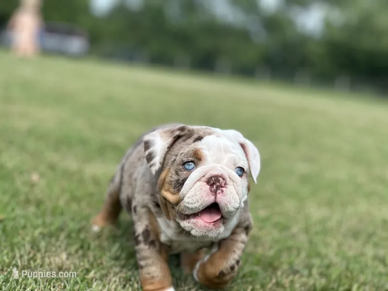 Crystal – English Bulldog puppy for sale in Momence, IL