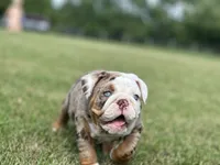 Crystal, a female English Bulldog for sale in Momence, IL – 1 of 5