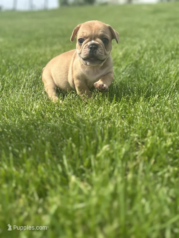 Fern – French Bulldog puppy for sale in Momence, IL