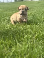 Fern, a female French Bulldog for sale in Momence, IL – Photo 1 of 7