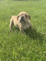 Fern, a female French Bulldog for sale in Momence, IL – Photo 2 of 7