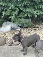 Princess, a female French Bulldog for sale in Momence, IL – 7 of 7