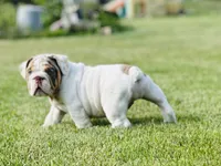 Lucy, a female English Bulldog for sale in Momence, IL – 2 of 10
