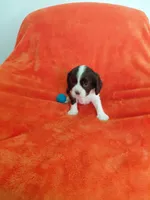 Forest, a male Cavalier King Charles Spaniel for sale in Minneapolis, MN – 4 of 4