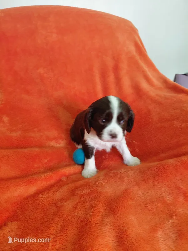 Forest – Cavalier King Charles Spaniel puppy for sale in Minneapolis, MN