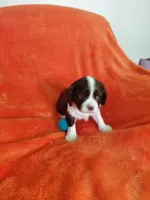 Forest, a male Cavalier King Charles Spaniel for sale in Minneapolis, MN – 1 of 1