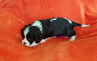 Chess, a male Cavalier King Charles Spaniel for sale in Minneapolis, MN – 2 of 3