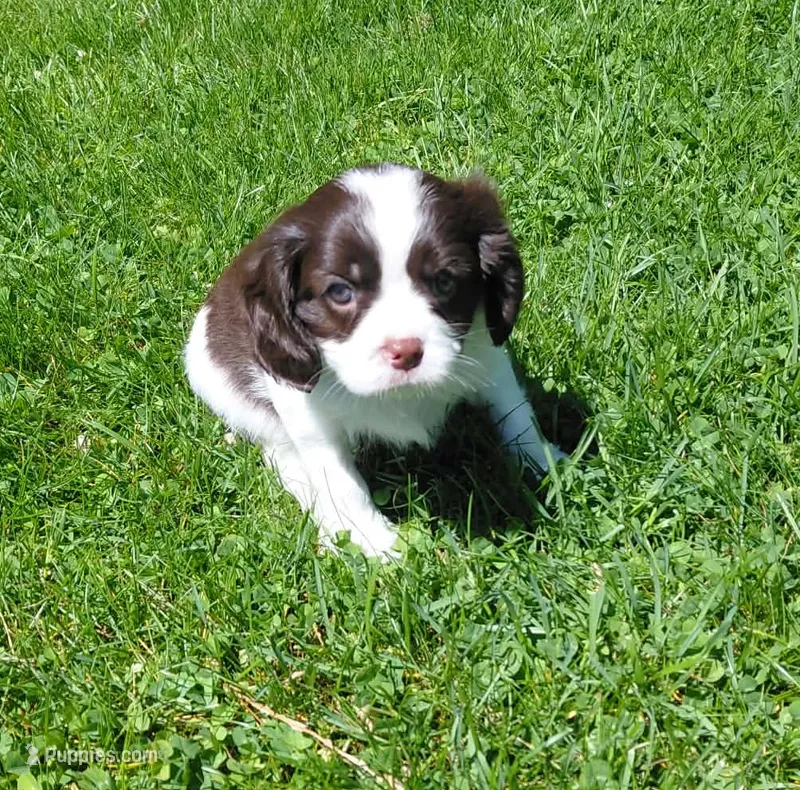 ROOK – Cavalier King Charles Spaniel puppy for sale in Minneapolis, MN