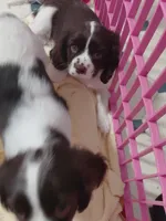 Forest, a male Cavalier King Charles Spaniel for sale in Minneapolis, MN – 2 of 4
