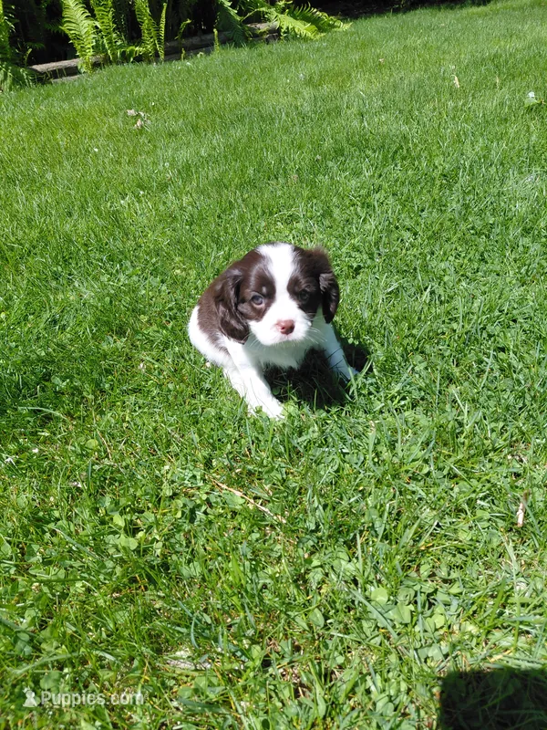 ROOK, a male Cavalier King Charles Spaniel for sale in Minneapolis, MN – 1 of 1