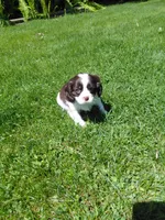 ROOK, a male Cavalier King Charles Spaniel for sale in Minneapolis, MN – 1 of 1