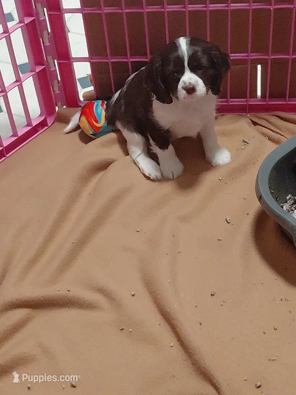 Forest – Cavalier King Charles Spaniel puppy for sale in Minneapolis, MN