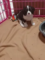 Forest, a male Cavalier King Charles Spaniel for sale in Minneapolis, MN – 1 of 4