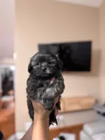 Malshi, a female Mal Shi for sale in Omaha, NE – 1 of 4
