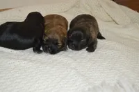 Malshi , a female Mal Shi for sale in Omaha, NE – 3 of 3