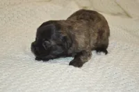 Malshi , a female Mal Shi for sale in Omaha, NE – 2 of 3