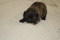 Malshi , a female Mal Shi for sale in Omaha, NE – 1 of 3