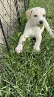 Puppy, a male Siberian Husky and American Pit Bull Terrier for sale in Winnsboro, SC – 1 of 1