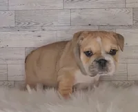 processed/aa4c3315-d498-42e4-af48-a5f245470419/listing/d1d8a5c7-ea1e-403f-8b1f-682336fa987a/626f07d7-6144-4338-bc5c-9b5aa792e34e