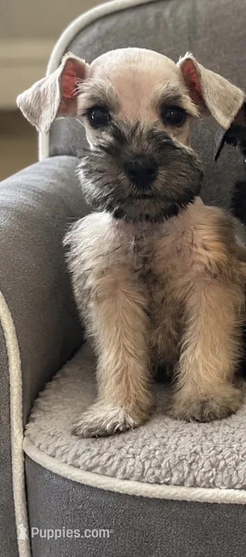 Miniature Schnauzers  – Miniature Schnauzer puppy for sale in Victorville, CA