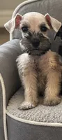 Miniature Schnauzers , a male Miniature Schnauzer for sale in Victorville, CA – 1 of 2