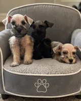 Miniature Schnauzers , a male Miniature Schnauzer for sale in Victorville, CA – 2 of 2