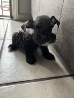 Mini Schnauzers, a female Miniature Schnauzer for sale in Victorville, CA – 1 of 3