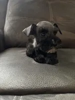 Mini Schnauzers, a female Miniature Schnauzer for sale in Victorville, CA – 2 of 3
