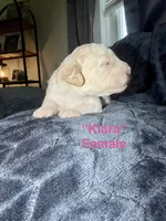 Kiara , a female Double Doodle for sale in Hodgenville, KY – 1 of 3