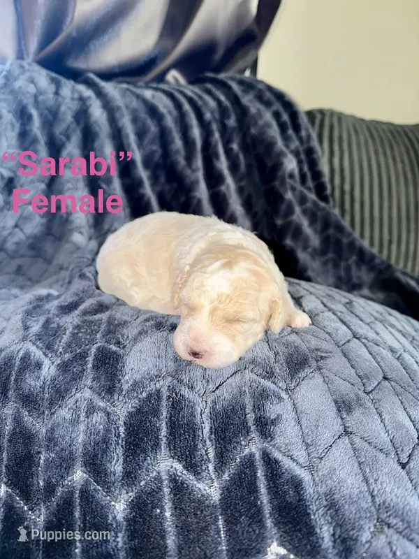 Sarabi – Double Doodle puppy for sale in Hodgenville, KY