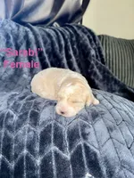 Sarabi, a female Double Doodle for sale in Hodgenville, KY – 1 of 3