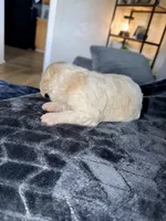 Kiara , a female Double Doodle for sale in Hodgenville, KY – 2 of 3