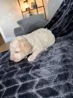 Sarabi, a female Double Doodle for sale in Hodgenville, KY – 3 of 3