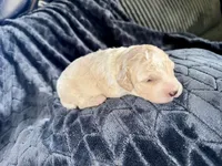 Kiara , a female Double Doodle for sale in Hodgenville, KY – 3 of 3