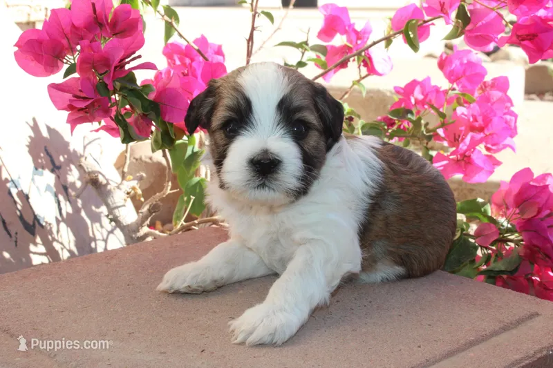 Cinnamon Swirl – Havanese puppy for sale in Eloy, AZ