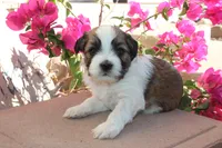 Cinnamon Swirl, a male Havanese for sale in Eloy, AZ – Photo 1 of 4