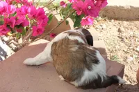 Cinnamon Swirl, a male Havanese for sale in Eloy, AZ – Photo 2 of 4