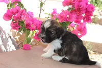 Chocolate Cream, a male Havanese for sale in Eloy, AZ – Photo 2 of 4