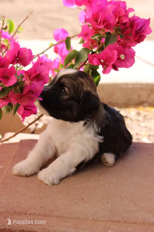 Chocolate Cream – Havanese puppy for sale in Eloy, AZ