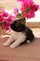 Chocolate Cream, a male Havanese for sale in Eloy, AZ – Photo 1 of 4