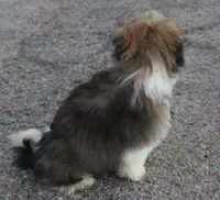 Chocolate, a male Havanese for sale in Eloy, AZ – 2 of 2