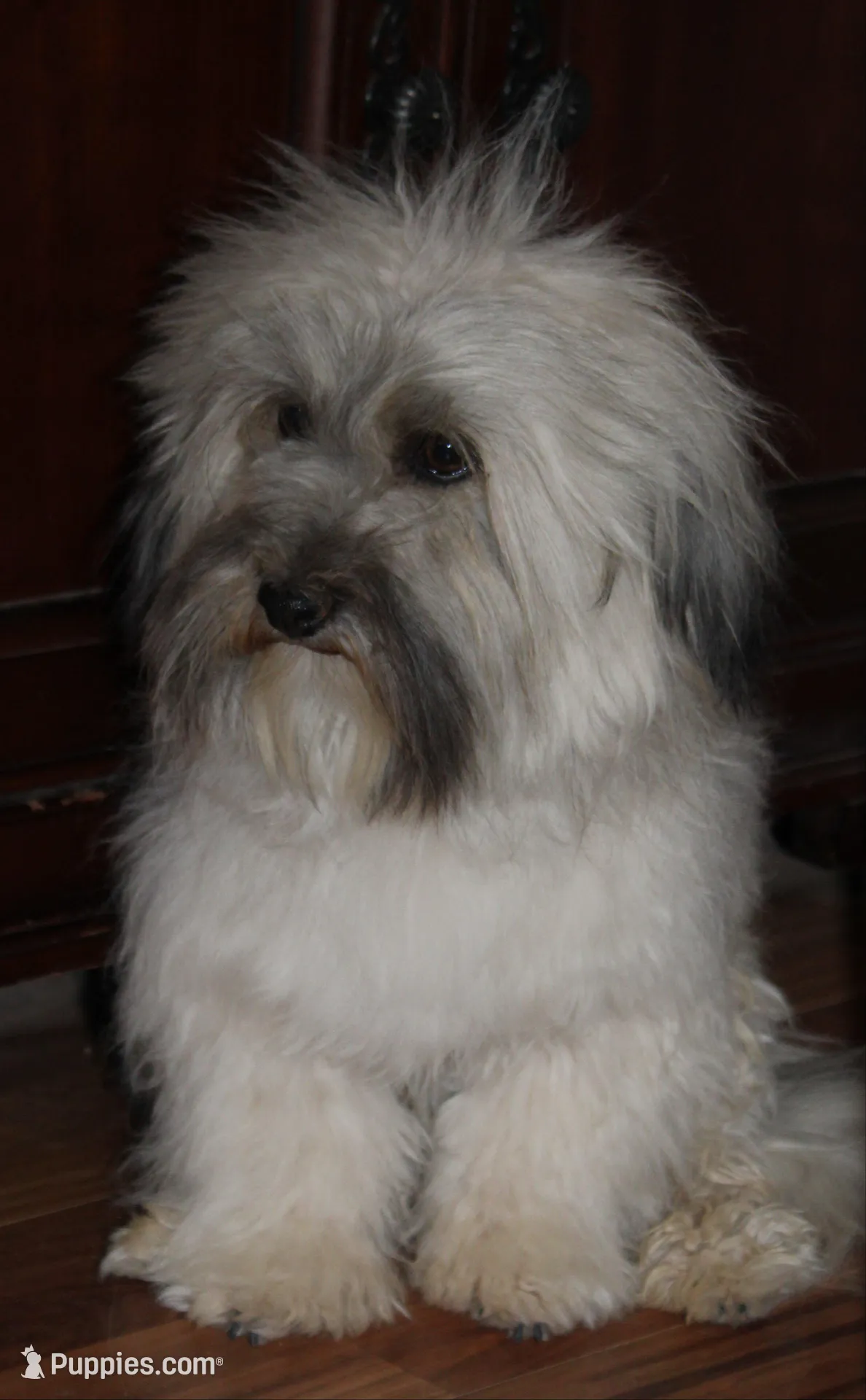 Cinnamon Swirl, a male Havanese for sale in Eloy, AZ – Photo 4 of 4